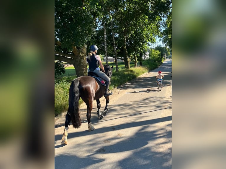 Sachsiskt varmblod Valack 4 år 170 cm Svart in Malpendorf