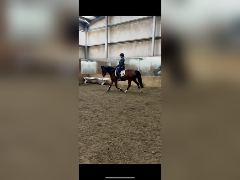 Saddlebred americano Mestizo Caballo castrado 11 años 142 cm Castaño rojizo in Spokane