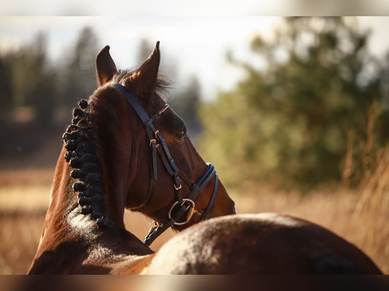 Saddlebred americano Mestizo Caballo castrado 11 años 142 cm Castaño rojizo in Spokane