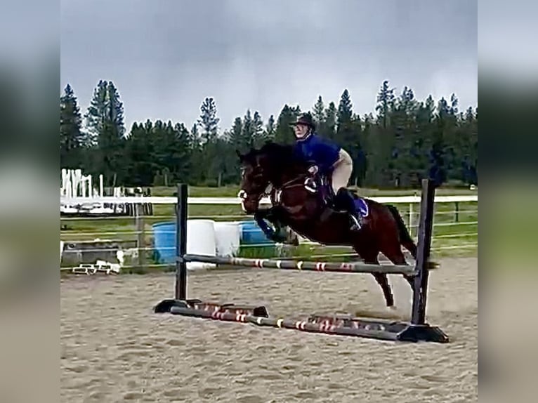 Saddlebred americano Mestizo Caballo castrado 11 años 142 cm Castaño rojizo in Spokane