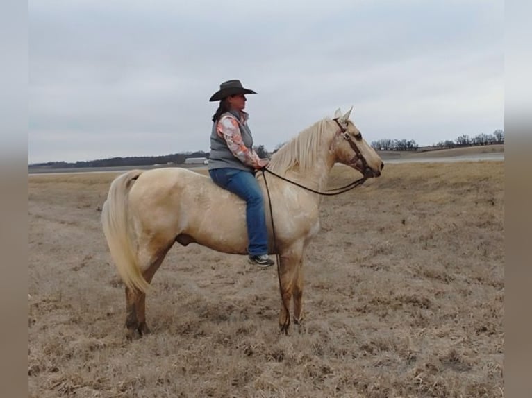 Saddlebred americano Caballo castrado 13 años 132 cm Palomino in Bedford