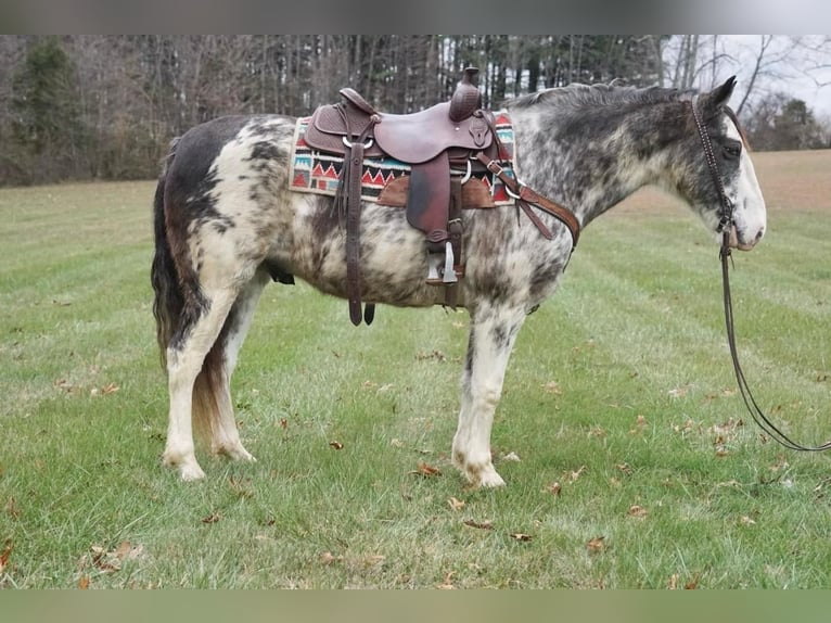 Saddlebred americano Caballo castrado 13 años 150 cm Ruano azulado in Rineyville