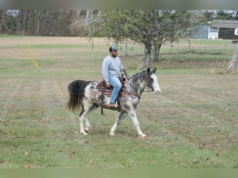 Saddlebred americano Caballo castrado 14 años 142 cm Ruano azulado in Rineyville