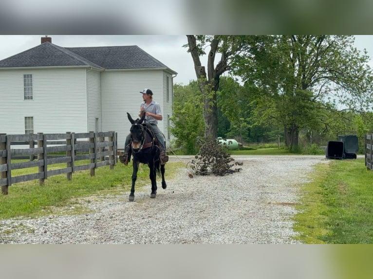 Saddlebred americano Caballo castrado 14 años 155 cm Negro in Moscow OH