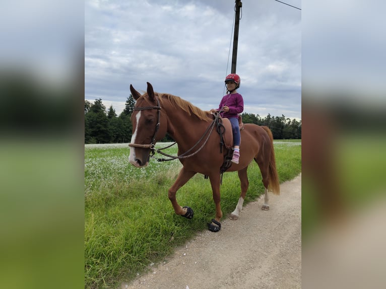 Saddlebred americano Caballo castrado 17 años 161 cm Alazán in Lauf an der Pegnitz