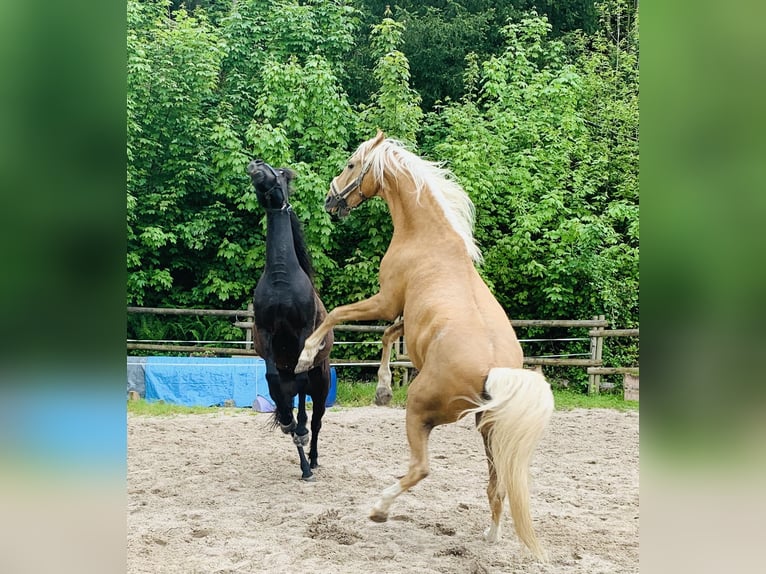 Saddlebred americano Caballo castrado 21 años 162 cm Bayo in Baden-Baden