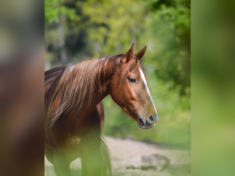 Saddlebred americano Caballo castrado 5 años 165 cm Alazán in Kierspe