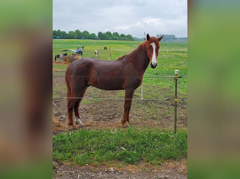Saddlebred americano Mestizo Caballo castrado 6 años 150 cm Alazán in Schondorf am Ammersee