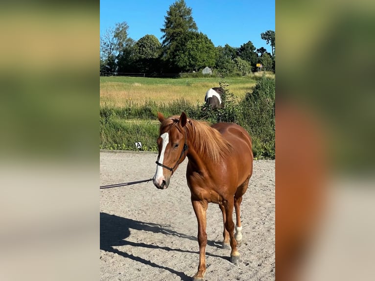 Saddlebred americano Mestizo Caballo castrado 6 años 150 cm Alazán in Schondorf am Ammersee