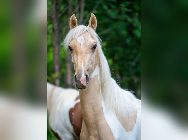 Saddlebred americano Semental 2 años 165 cm Pío in Kierspe
