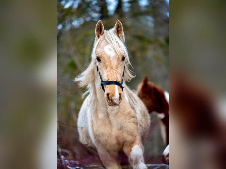 Saddlebred americano Semental 2 años 165 cm Pío in Kierspe