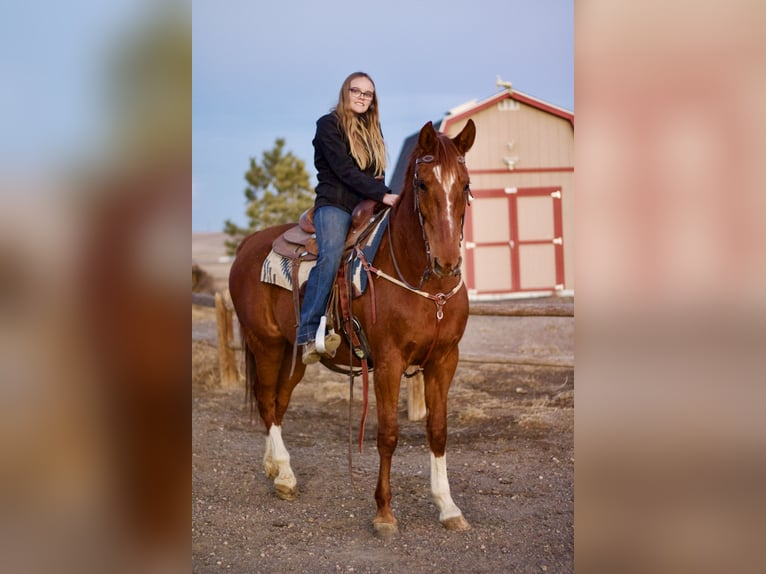 Saddlebred americano Yegua 10 años 160 cm Alazán rojizo in Fort Collins