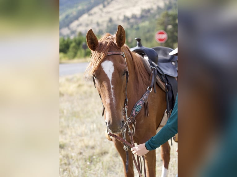 Saddlebred americano Yegua 10 años 160 cm Alazán rojizo in Fort Collins