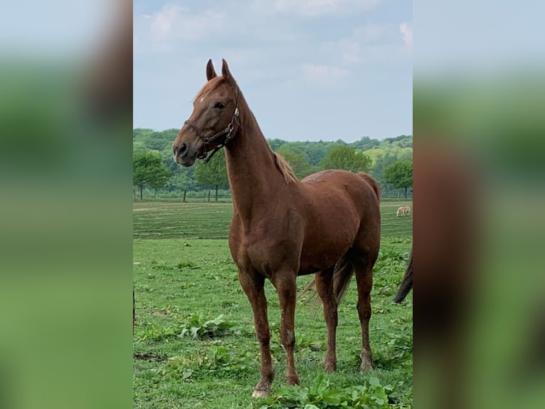 Saddlebred americano Yegua 16 años 155 cm Alazán in Düsseldorf