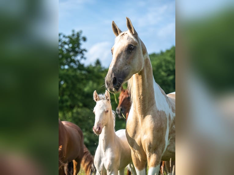 Saddlebred americano Yegua 1 año 165 cm Cremello in Kierspe