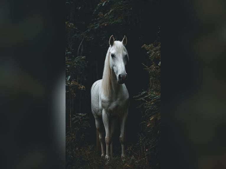 Saddlebred americano Mestizo Yegua 4 años 200 cm Musgo marrón in Toronto