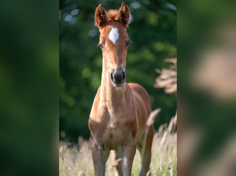Saddlebred americano Yegua  163 cm Alazán-tostado in Kierspe