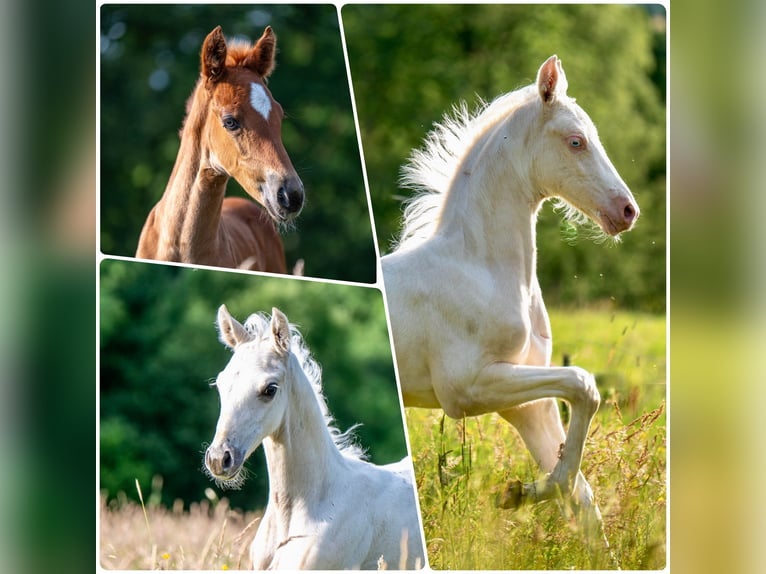 Saddlebred americano Yegua Potro (05/2025) 165 cm Cremello in Kierspe