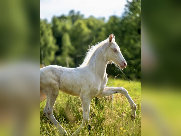Saddlebred americano Yegua Potro (05/2025) 165 cm Cremello in Kierspe