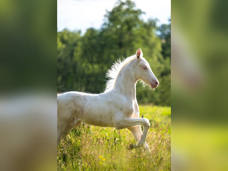 Saddlebred americano Yegua  167 cm Cremello in Kierspe