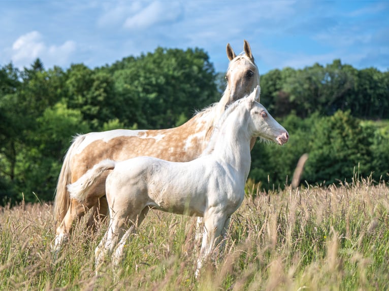 Saddlebred americano Yegua  167 cm Cremello in Kierspe