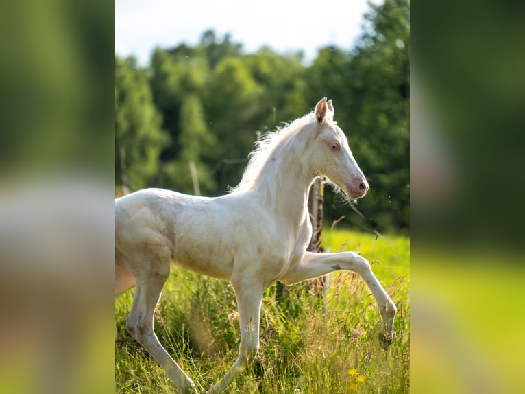 Saddlebred americano Yegua  167 cm Cremello in Kierspe