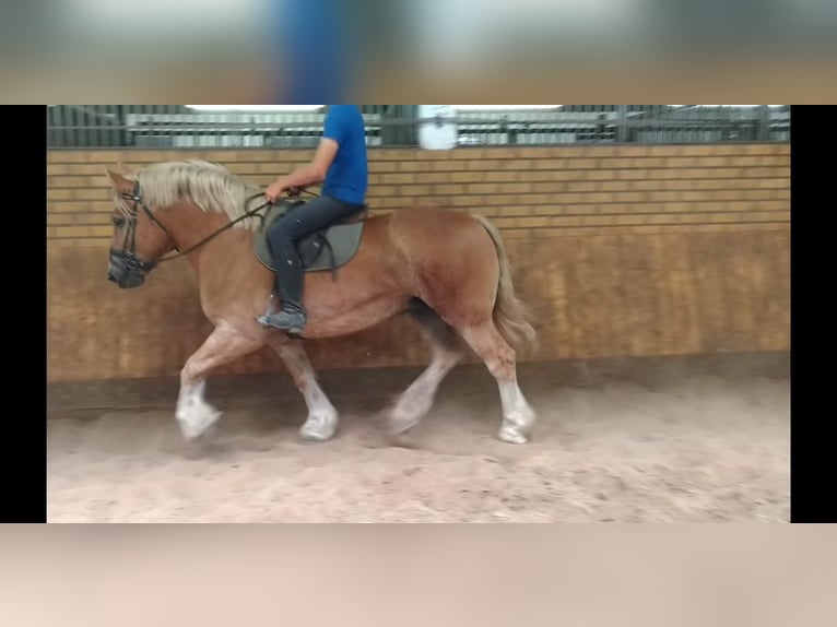 Sächs.-Thüring. Kaltblut Wallach 6 Jahre 168 cm Fuchs in Kamenz