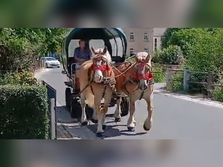Sächs.-Thüring. Kaltblut Wallach 6 Jahre 168 cm Fuchs in Kamenz