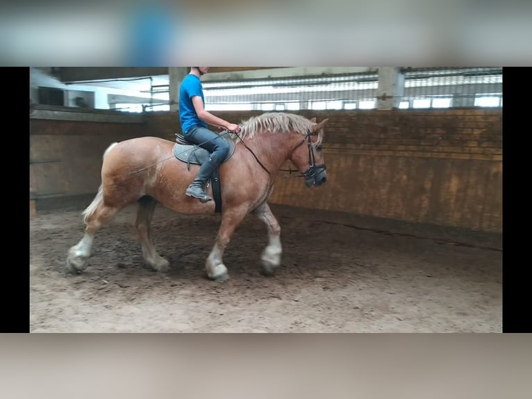 Sächs.-Thüring. Kaltblut Wallach 6 Jahre 168 cm Fuchs in Kamenz