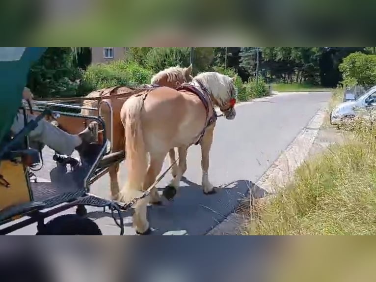 Sächs.-Thüring. Kaltblut Wallach 6 Jahre 168 cm Fuchs in Kamenz
