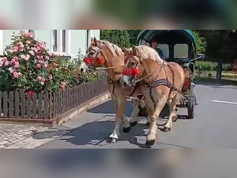 Sächs.-Thüring. Kaltblut Wallach 6 Jahre 168 cm Fuchs in Kamenz