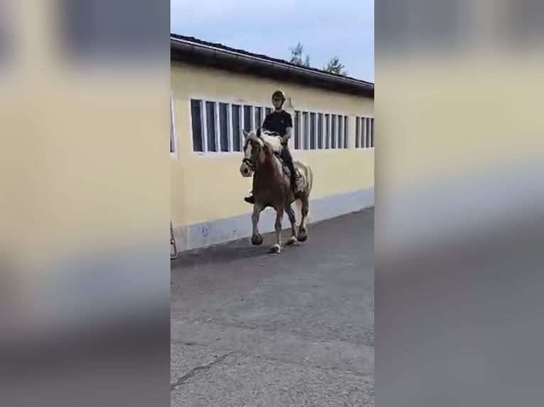 Sächs.-Thüring. Kaltblut Wallach 6 Jahre 168 cm Fuchs in Kamenz