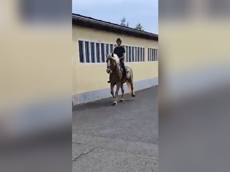 Sächs.-Thüring. Kaltblut Wallach 6 Jahre 168 cm Fuchs in Kamenz