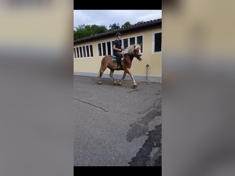 Sächs.-Thüring. Kaltblut Wallach 6 Jahre 168 cm Fuchs in Kamenz