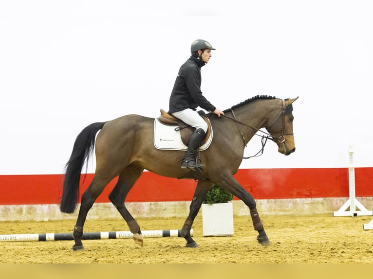 Sächs.-Thüring. koudbloed Hengst 4 Jaar 165 cm  in Waddinxveen