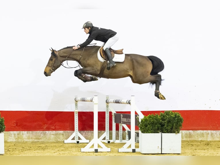 Sächs.-Thüring. koudbloed Hengst 4 Jaar 165 cm  in Waddinxveen