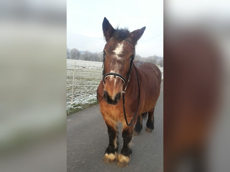 Sächs.-Thüring. koudbloed Merrie 23 Jaar 153 cm in Hilders