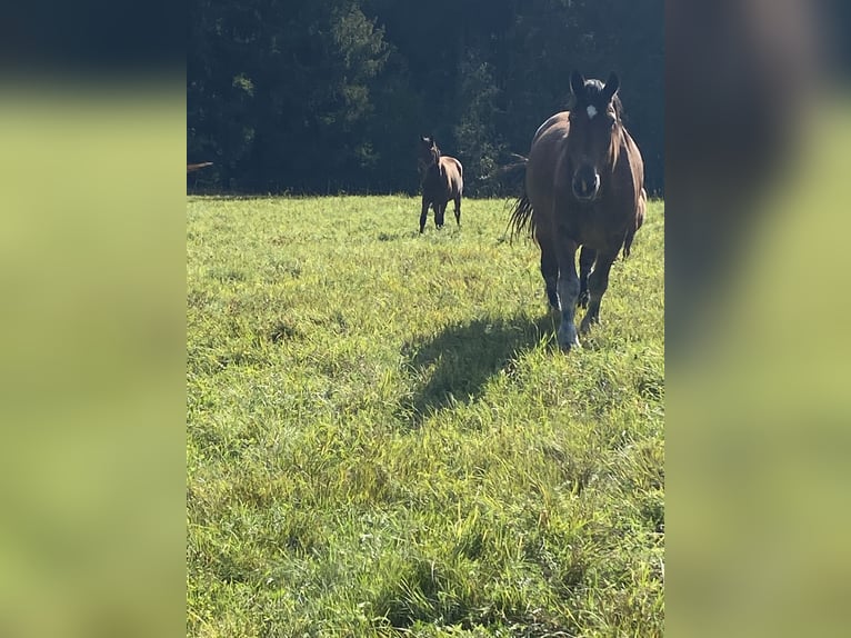 Sächs.-Thüring. koudbloed Ruin 21 Jaar 170 cm Bruin in MildenauMildenau