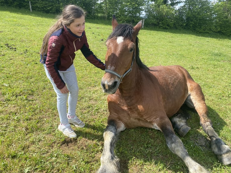 Sächs.-Thüring. koudbloed Ruin 21 Jaar 170 cm Bruin in MildenauMildenau