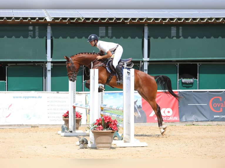 Sächsisches Warmblut Hengst 4 Jahre 164 cm  in Gerstetten