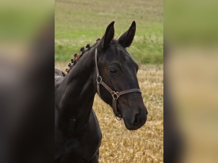 Sächsisches Warmblut Hengst Fohlen (03/2025) 165 cm Rappe in Sohland an der Spree