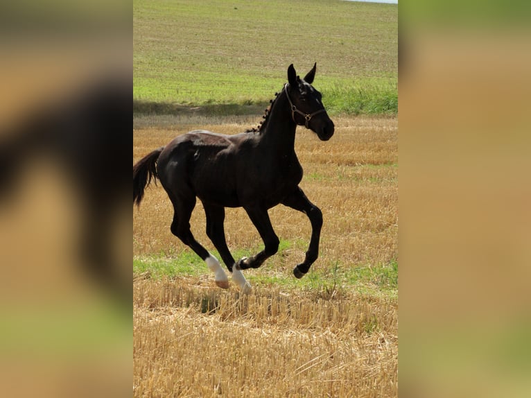 Sächsisches Warmblut Hengst Fohlen (03/2025) 165 cm Rappe in Sohland an der Spree