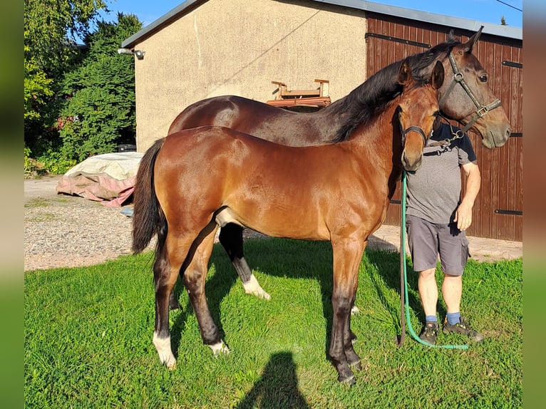 Sächsisches Warmblut Hengst Fohlen (04/2026) Brauner in Frohburg