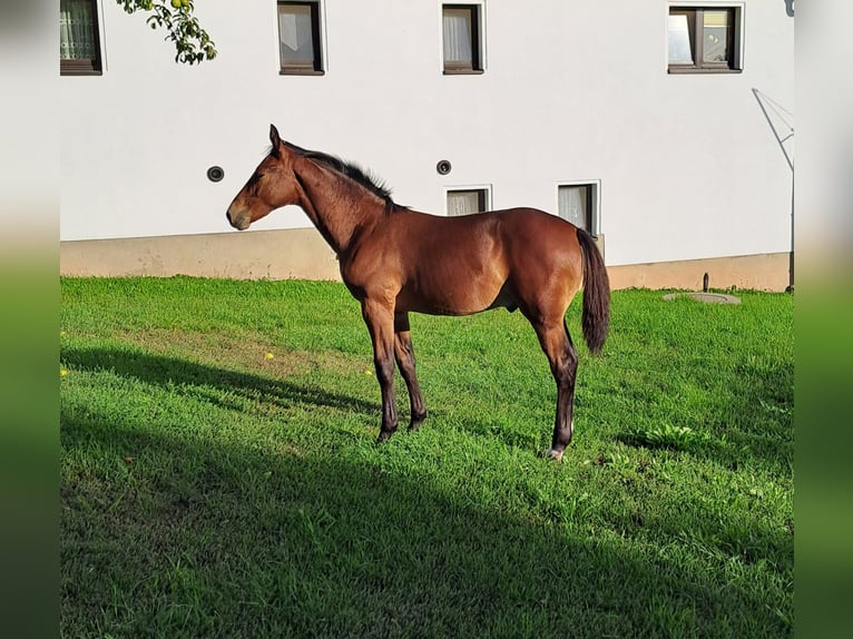 Sächsisches Warmblut Hengst Fohlen (04/2026) Brauner in Frohburg
