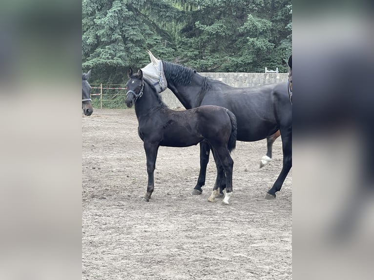 Sächsisches Warmblut Hengst Fohlen (02/2025) Schwarzbrauner in CoswigCoswig