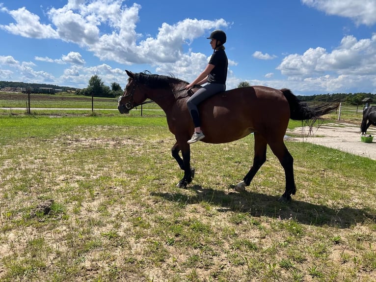 Sächsisches Warmblut Stute 10 Jahre 168 cm Dunkelbrauner in Salzwedel