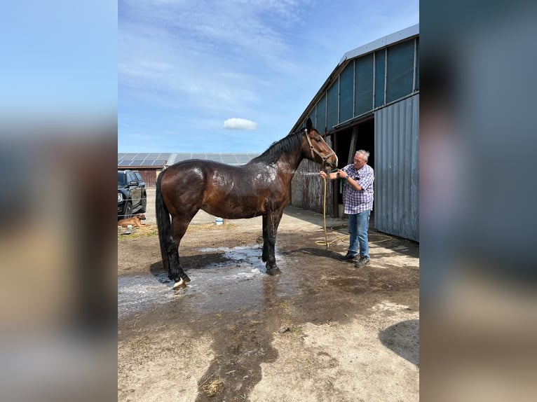 Sächsisches Warmblut Stute 10 Jahre 168 cm Dunkelbrauner in Salzwedel