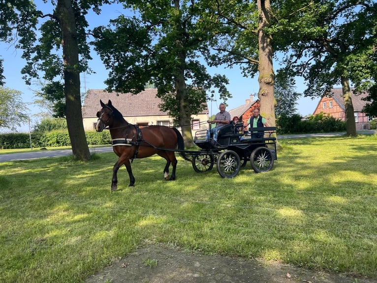 Sächsisches Warmblut Stute 10 Jahre 168 cm Dunkelbrauner in Salzwedel