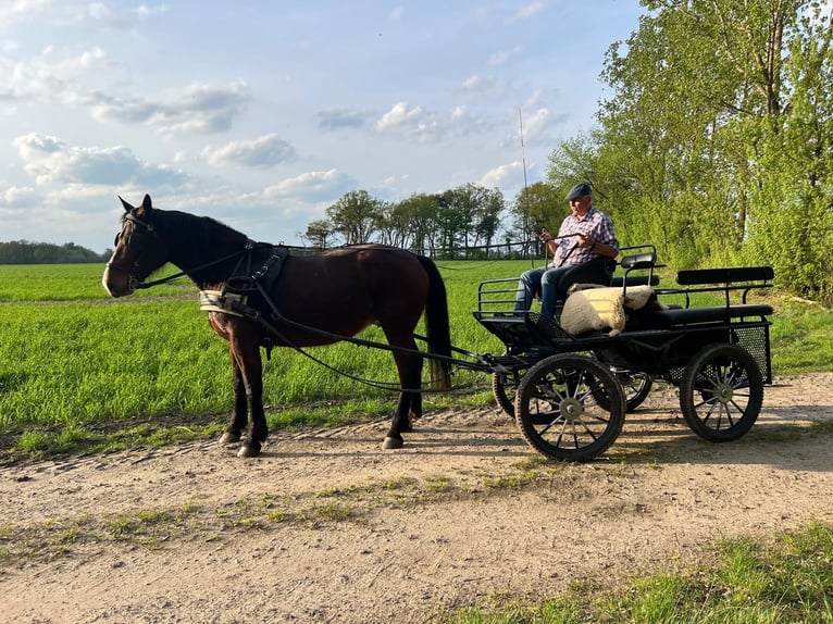 Sächsisches Warmblut Stute 10 Jahre 168 cm Dunkelbrauner in Salzwedel