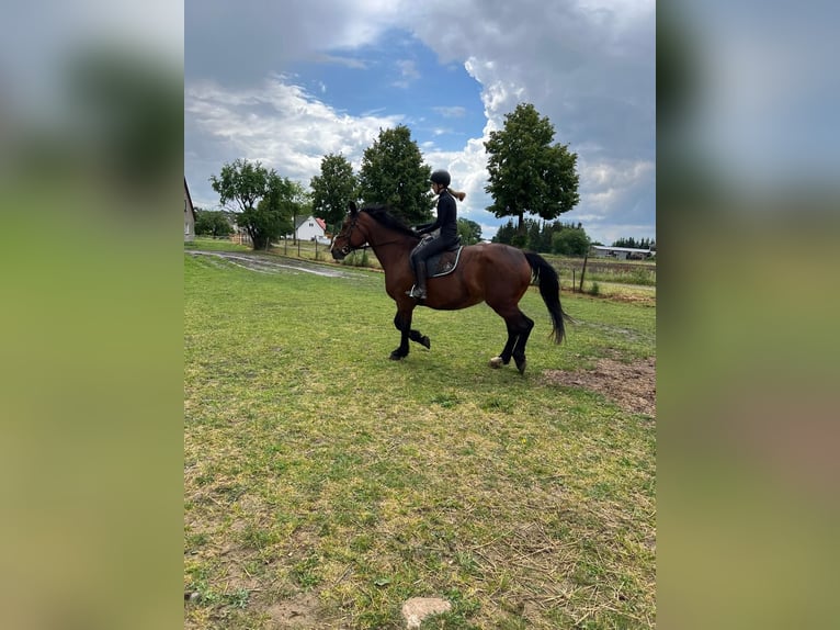 Sächsisches Warmblut Stute 10 Jahre 168 cm Dunkelbrauner in Salzwedel